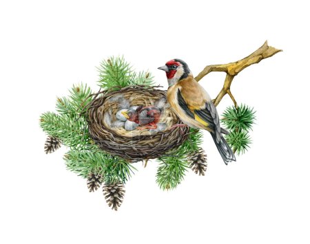 Goldfinch bird on the nest with eggs and newborn chick. Watercolor illustration. Hand drawn wildlife nature scene. Forest bird on the tree branch with nestling and egg laying. White background.