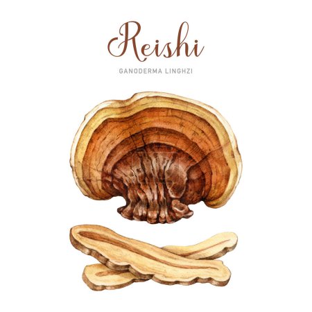 Reishi mushroom set watercolor illustration. Hand drawn ganoderma linghzhi fungi. Painted medicinal mushrooms whole and peaces elements. Reishi natural healing treatment element on white background.
