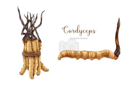 Cordyceps sinensis fungus watercolor illustration set. Hand drawn medicinal mushroom image. Cordyceps on a caterpillar body. Natural organic treatment element. Medical mushroom bunch with a rope.