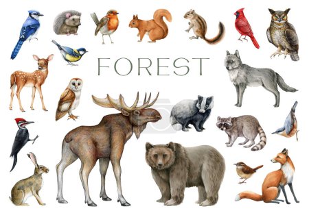 Waldtiere und Vögel setzen sich in Bewegung. Aquarell gemalte Illustration. Wildtiersammlung. Handgezeichnete wilde Waldtiere gesetzt. Bär, Fuchs, Wolf, Hase, Eichhörnchen, Rotkehlchen, Waschbär, Elch, Eulenelement.