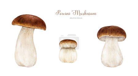 Porcini fresh mushroom set. Watercolor painted illustration. Hand drawn boletus edulis fungus image collection. Porcini edible mushroom vintage style element. King bolete on white background.