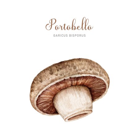 Photo for Portobello mushroom watercolor illustration. Hand painted Agaricus bisporus fungus element. Portobello mushroom side view single image. Edible fungus on white background. - Royalty Free Image