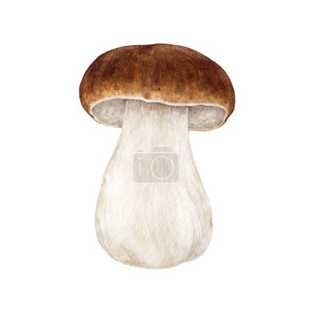 Porcini mushroom watercolor illustration. Hand drawn boletus edulis fungus single image. Porcini edible mushroom vintage style element. King bolete illustration on white background.