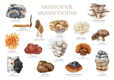 Medicinal mushrooms set. Watercolor illustration. Hand painted medicinal fungus natural elements. Lions mane, chaga, reishi, cordyceps, maitake, turkey tail mushroom collection. White background.