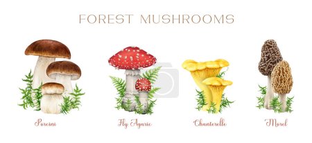 Forest mushrooms vintage style set. Watercolor illustration. Hand drawn porcini, fly agaric, chanterelle, morel mushrooms decorated with green moss. Vintage style mushroom botanical illustration set.