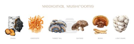 Medicinal mushroom painted set. Watercolor illustration. Hand drawn natural medicinal fungus element collection. Lions mane, chaga, reishi, cordyceps, turkey tail, shiitake mushroom. White background.