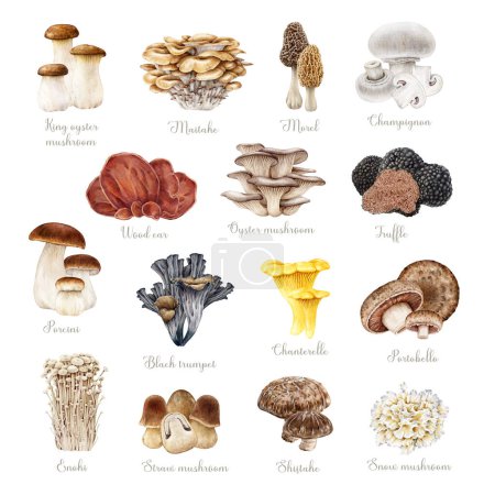 Edible mushrooms vintage style set. Watercolor painted illustration. Porcini, chanterelle, truffle, enoki, shiitake, morel. Various mushroom elements. Different fungi isolated on white background.