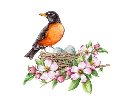Robin americano en el nido con tierna decoración de flores de primavera. Ilustración en acuarela. Elemento realista de la naturaleza de primavera dibujado a mano. Bosque y jardín pájaro petirrojo con puesta de huevos en el nido.