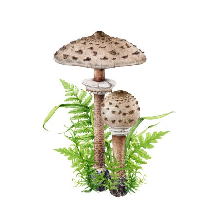 Parasol mushroom group with forest plants illustration. Watercolor painted botanical illustration. Hand drawn macrolepiota procera fungus. Parasol forest edible mushroom with fern, grass moss.