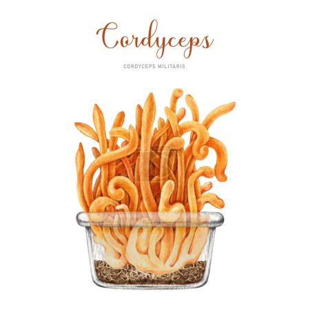 Photo for Cordyceps militaris mushroom in glass container. Watercolor illustration. Hand drawn medicinal mushroom image. Cordyceps fungi natural organic treatment. Medical fungus growing in the substrate image. - Royalty Free Image