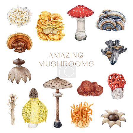 Amazing mushrooms vintage style painted set. Watercolor illustration. Hand drawn beautiful unusual mushroom collection. Fly agaric, parasol, earthstar, reishi, turkey tail, cordyceps element isolated.