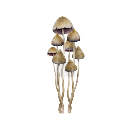 Psilocybe semilanceata mushroom group element. Watercolor illustration. Hand drawn liberty cap psilocybin shrooms. Hallucinogen mushrooms in the group. Isolated on white background.