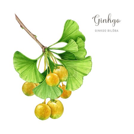 Photo for Ginkgo biloba tree branch with green leaves and fruit. Watercolor illustration. Hand painted medicinal plant stem with leaves, fruit. Botanical detailed image. Ginkgo biloba branch on white background - Royalty Free Image