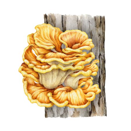 Chicken of the woods mushroom on a tree trunk. Watercolor illustration. Painted Laetiporus sulphureus fungus. Tasty edible forest mushroom botanical image. Chicken of the woods on white background.