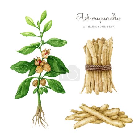 Ashwagandha plant set. Watercolor painted illustration. Withania somnifera medicinal plant, root element set. Ashwagandha herb stem with leaves and root pile and bunch. Isolated on white background