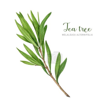 Photo for Tea tree plant branch. Watercolor illustration. Hand drawn Melaleuca alternifolia essential herb botanical illustration. Tea tree branch with green leaves. Medicinal aroma scented plant element. - Royalty Free Image