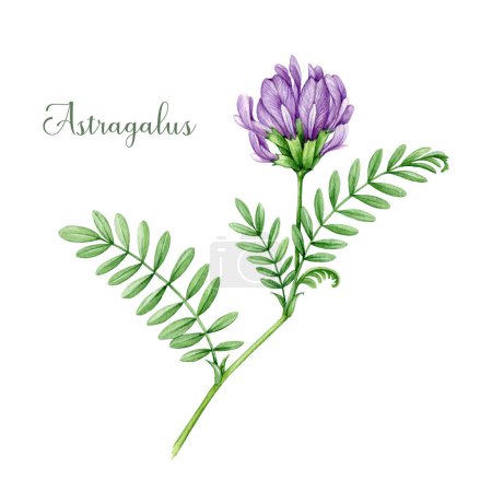 Photo for Astragalus herb watercolor illustration. Hand drawn medicinal plant botanical illustration. Astragalus wild organic plant with flower and leaves element. Isolated on white background. - Royalty Free Image