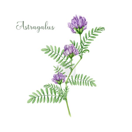 Photo for Astragalus plant with flowers and green leaves watercolor illustration. Hand drawn medicinal plant botanical image. Astragalus plant with flower and leaves organic stem. Isolated on white background. - Royalty Free Image
