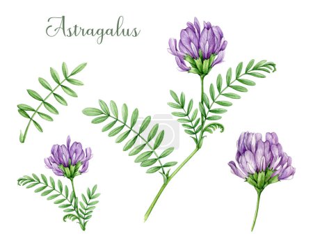 Astragalus Kraut Aquarell Illustrationsset. Handgezeichnete Sammlung botanischer Heilpflanzen. Astragalus-Pflanze mit Blüten- und Blattelement. Isoliert auf weißem Hintergrund.