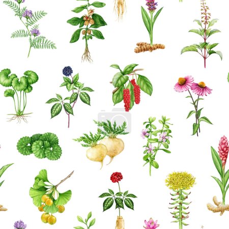 Photo for Adaptogenic medicinal plants and herbs seamless pattern. Watercolor botanical illustration. Hand drawn different organic fresh medicinal plant and herb seamless pattern. White background. - Royalty Free Image