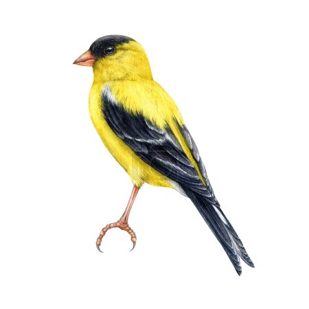 Goldfinch bird watercolor illustration. Spinus tristis realistic detailed single image. Hand drawn North American native yellow bird. Goldfinch wildlife forest avian isolated on white background.