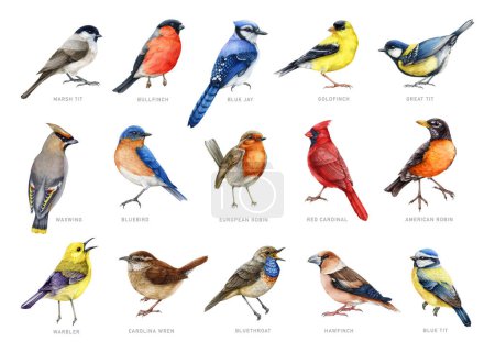 Gartenvögel mit Namen Aquarell Illustrationsset. Handgezeichnete verschiedene Gartenvögel auf weißem Hintergrund. Blauvogel, Wachsflügel, Eichelhäher, Rotkehlchen, Grasmücke, Gimpel. Schön bemalte Vögel.