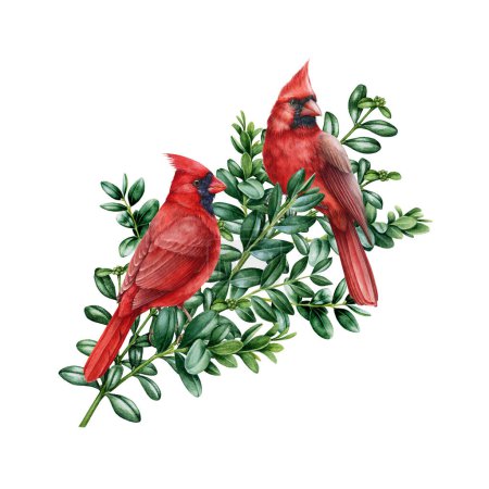 Red cardinal birds on boxwood branch decoration. Watercolor vintage style illustration. Couple of red cardinal birds perched on the garden bush twig decor. Isolated on white background.