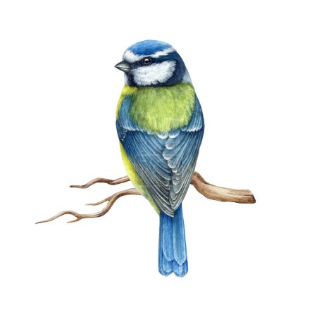 Foto de Blue tit bird backside view on the tree branch. Watercolor painted illustration. Hand drawn cute tiny titmouse with yellow and blue feathers. Blue tit on the twig isolated on white background. - Imagen libre de derechos