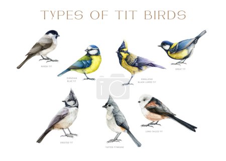 Photo for Tit bird types watercolor illustration set. Hand drawn various forest and garden bird collection. Chickadee, titmouse, great tit isolated on white background. - Royalty Free Image