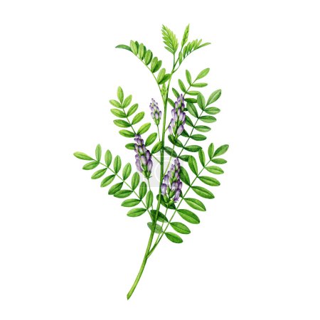 Photo for Licorice herb stem with leaves and flowers. Watercolor painted Glycyrrhiza glabra botanical illustration. Hand drawn liqourice plant. Fresh licorice medicinal plant detailed element. White background. - Royalty Free Image