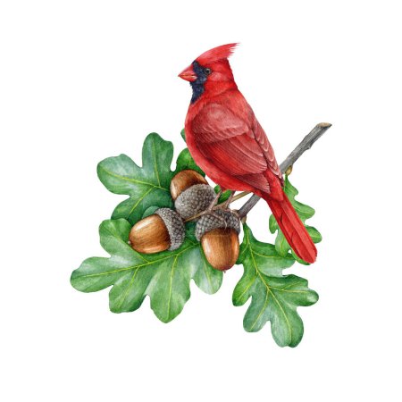 Red cardinal bird on oak tree branch watercolor illustration. Hand drawn bright red bird perched on a oak twig. Northern cardinal sits on a branch with leaves and acorns element. White background.