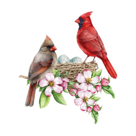 Couple of red cardinal birds on the nest with spring tender flowers. Watercolor illustration. Red cardinals on the nest with egg laying. Springtime cozy wildlife nature image. White background.