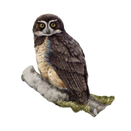 Photo for Spectacled owl watercolor illustration. Hand painted Pulsatrix perspicillata tropical avian. Realistic detailed owl portrait. Wildlife bird predator on a tree branch. Isolated on white background. - Royalty Free Image
