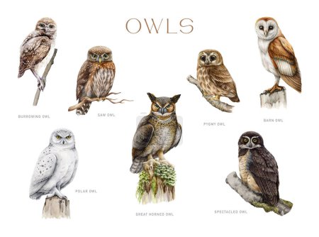 Photo for Owl set. Watercolor painted illustration. Different types of owl bird collection. Hand drawn barn, snowy, spectacled, burrowing owl, pigmy owlet. Forest wildlife predator avians. White background. - Royalty Free Image