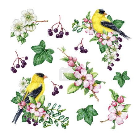 Springtime decor set with birds and flowers. Watercolor illustration. Hand drawn goldfinch bird, garden flowers, elderberry, ivy leaves element decoration set. Spring season cozy painted collection.