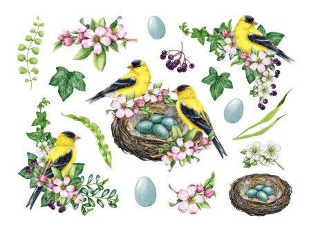 Spring decor set with birds and flowers. Watercolor vintage style illustration. Hand drawn goldfinch bird, nest, garden flowers, elements. Spring season cozy painted collection. White background.
