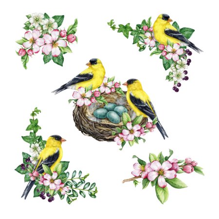 Vintage style springtime decor set with birds and flowers. Watercolor illustration. Hand drawn goldfinch bird, nest, garden flowers, elements. Spring season cozy painted collection. White background.