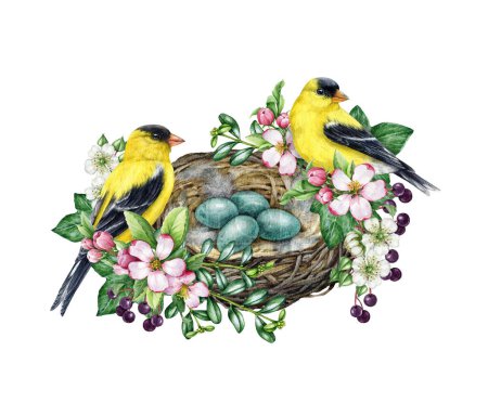 Vögel auf dem Nest Vintage Stil Dekorationselement. Aquarell-Illustration. Handgezeichnete Stieglitz-Vögel auf dem Nest mit Eiern und Gartenblumen, grüne Blätter. Frühlingsdekoration. Weißer Hintergrund.