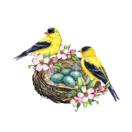 Birds on the nest vintage style decor. Watercolor illustration. Hand drawn goldfinch birds on the nest with eggs and garden flowers. Springtime decoration element. White background.
