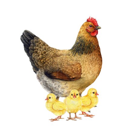 Hen with baby chicks brood. Watercolor illustration. Painted chicken family on white background. Farm bird with babies. Cute hen with small yellow fluffy chickens brood isolated.
