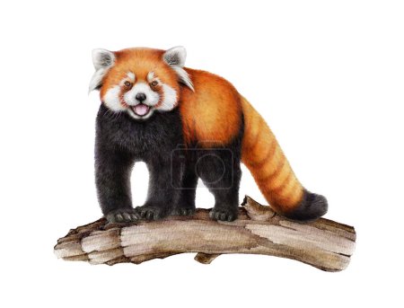 Roter Panda auf dem Ast. Aquarell-Illustration. Handgezeichneter Ailurus fulgens. Niedliche kleinere Panda-Wildtiere auf weißem Hintergrund. Lustiges endemisches chinesisches Säugetier. 