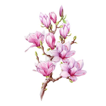 Magnolia branch with flowers watercolor illustration. Hand painted vintage style spring tender blossoms on the twig. Spring magnolia branch element on white background.