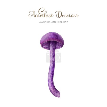 Amethyst deceiver mushroom watercolor illustration. Laccaria amethystina fungus painted single element. Amethyst deceiver edible forest mushroom on white background.