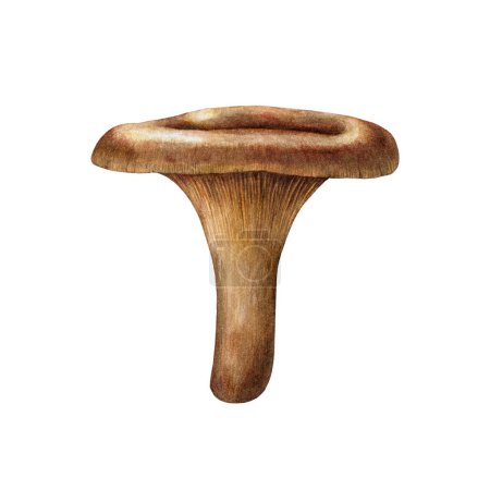 Brown roll-rim mushroom watercolor illustration. Hand drawn paxillus fungus on white background. Brown roll-rim forest fungus painted element.