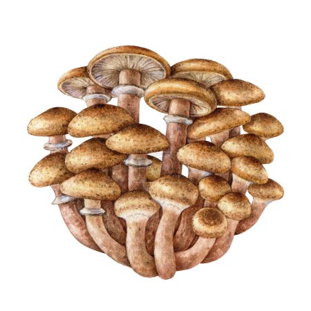 Honey fungus group painted illustration. Hand drawn watercolor Armillaria fungi on white background. Bootlace fungus bunch edible forest mushroom illustration.