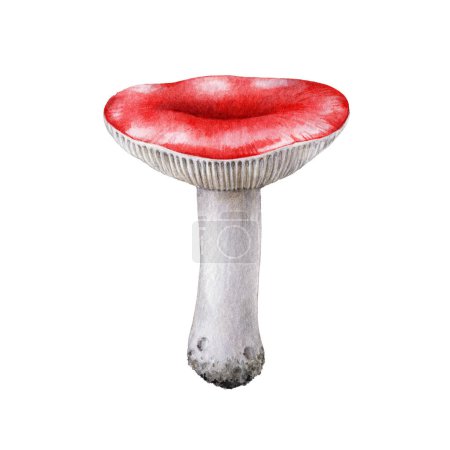 The russula mushroom watercolor illustration. Hand drawn Russula emetica fungus single element. Sickener forest natural mushroom isolated on white background.