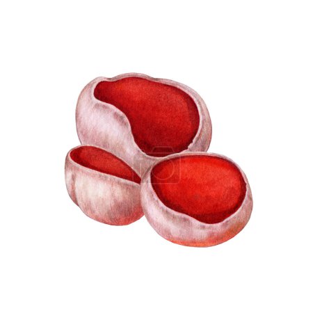 Scarlet elf-cup watercolor illustration. Hand drawn sarcoscypha fungi group on white background. Scarlet elf cup spring forest mushroom painted group isolated.