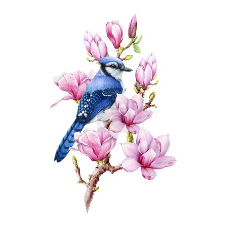 Blaue Eichelhäher Vogel auf Magnolie blühenden Zweig. Illustration im Aquarell-Vintage-Stil. Wildlife Nature heller Vogel mit zartrosa Blüten im Frühling. Schöne Frühlingsdekoration. Magnolienzweig isoliert.
