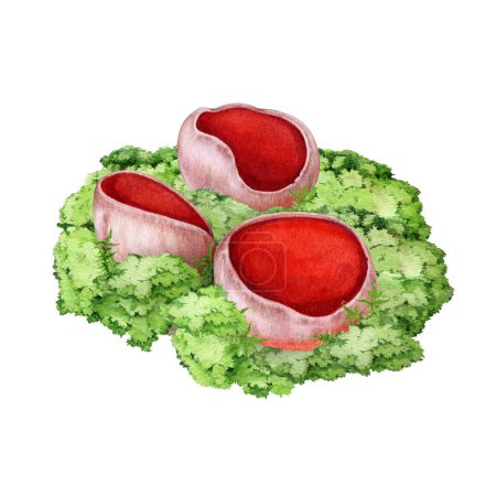Scarlet elf cup with moss watercolor illustration. Hand drawn sarcoscypha fungi group on green moss background. Scarlet elf cup spring forest mushroom painted group isolated.