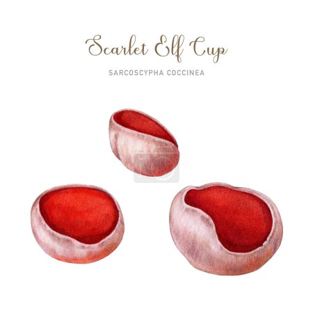 Scarlet elf-cup element set watercolor illustration. Hand drawn sarcoscypha fungi on white background. Scarlet elf cup spring forest edible mushroom painted isolated.